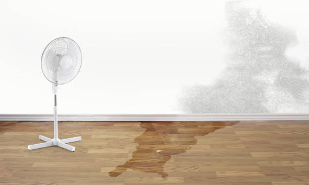 Best Local water damage restoration  in Ocilla, GA